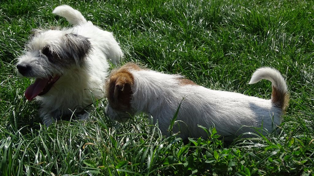 du Blason de l'Ourse - Jack Russell Terrier - Portée née le 13/03/2017